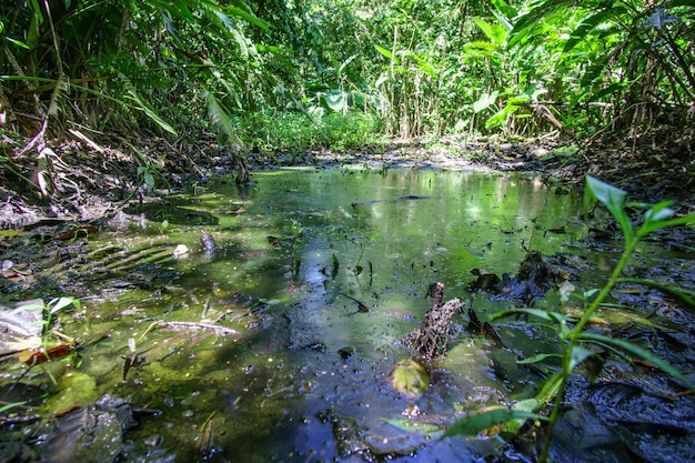 Small stream in the middle of the jungle surrounded by topical trees