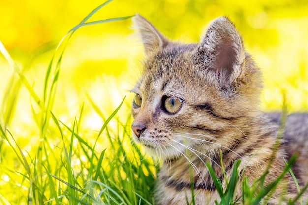 Small striped kitten in the garden among the grass in sunny weather on a blurred background