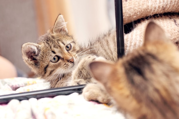 A small striped kitten lies near the mirror the kitten is reflected in the mirror