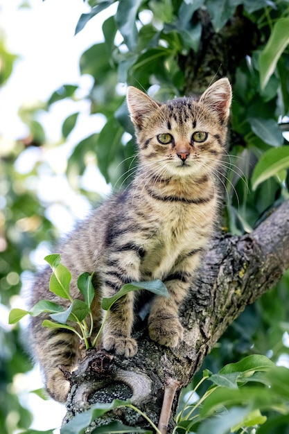 A small striped kitten sits high in a tree