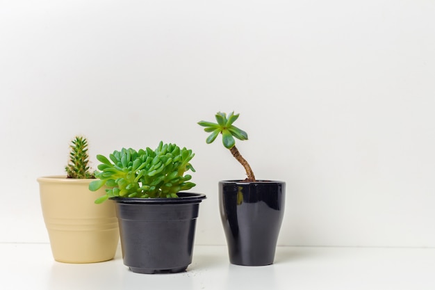 Small succulent plants in pots in home interior