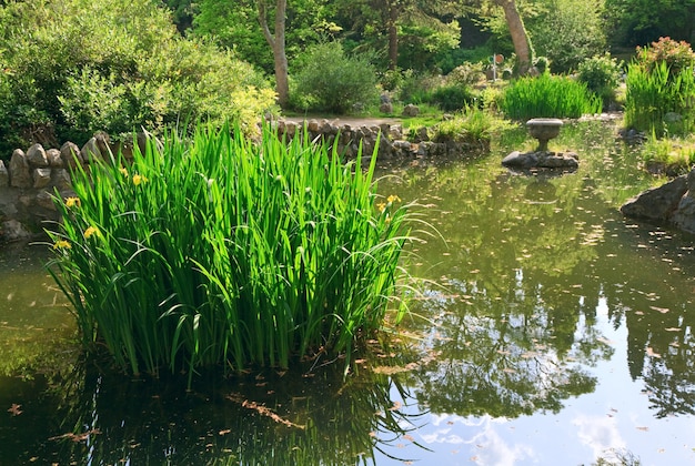 Small summer pond with reflections on  water surface