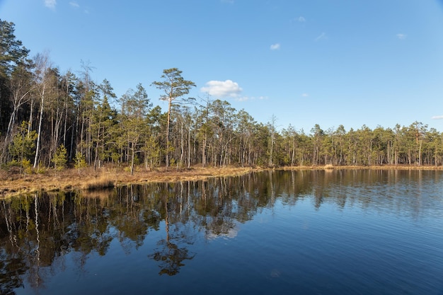 Small swamp lake in the wild pine forest in spring in Belarus