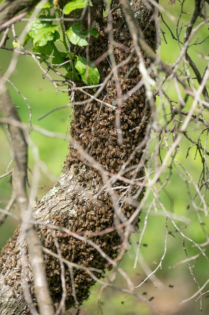 A small swarm of bees swarms on a tree in the garden