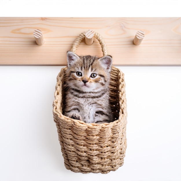 Small tabby kitten in a basket on white wall