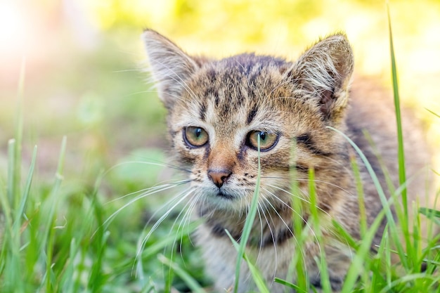 A small tabby kitten with an attentive look is sitting in the garden in the tall grass