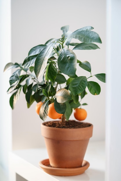 Small tangerine fruit tree with mandarin in terracotta pot little orange citrus tree indoor garden