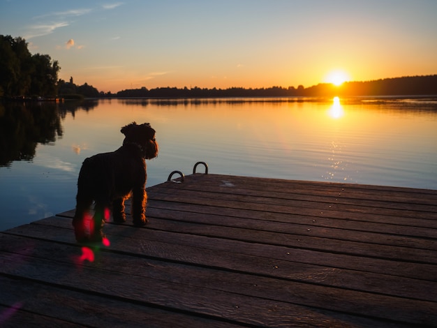 A small terrier on the bridge on the river