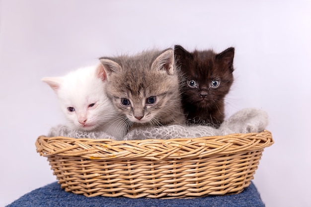 Small three kittens sit together in straw basket isolated on white