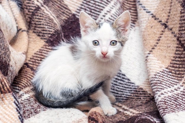 A small timid kitten sits in a room on a plaidcovered chair