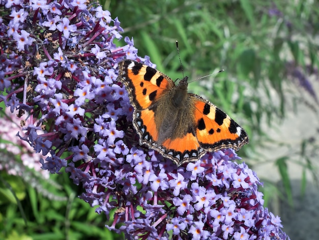 Small Tortoiseshell Aglais urticae Feeding on a Buddleia