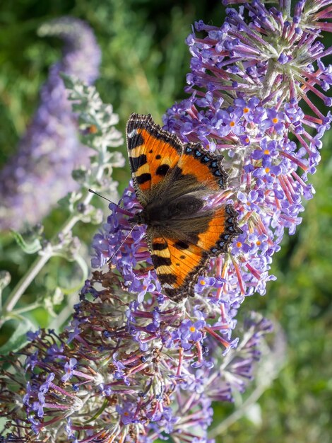 Small Tortoiseshell Aglais urticae feeding on a Buddleia