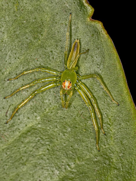 Small Translucent Green Jumping Spider