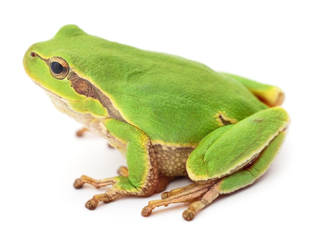 Small tree frog