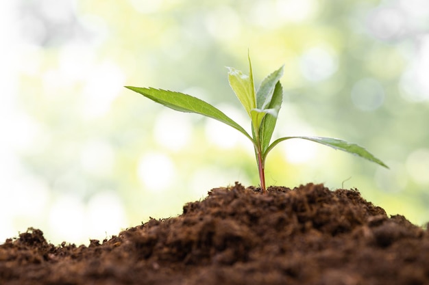 small tree growing in garden with sunrise eco concept earth day