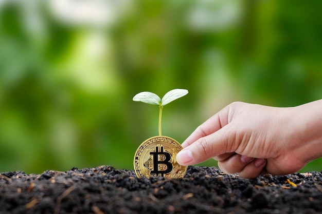 A small tree growing out of a crypto coin on the ground