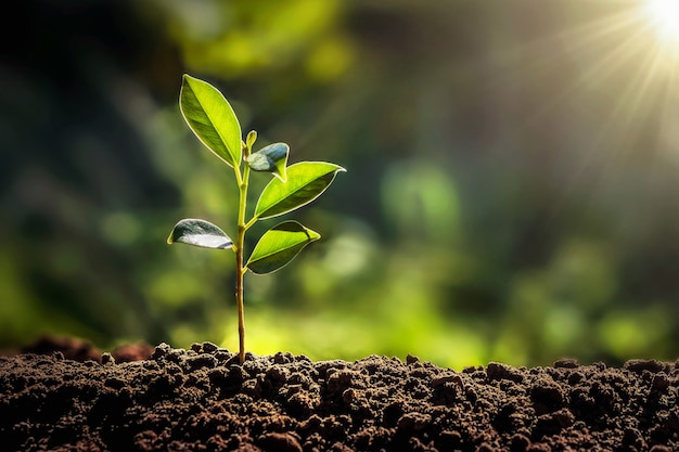 Small tree growing with sunshine in garden. eco concept