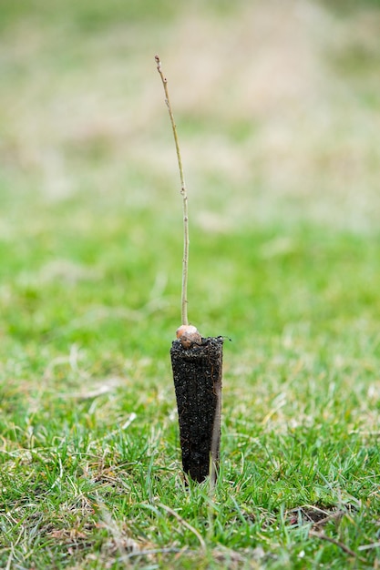 A small tree is being planted in a pile of soil