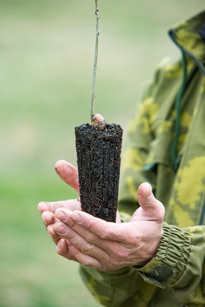 A small tree is being planted in a pile of soil