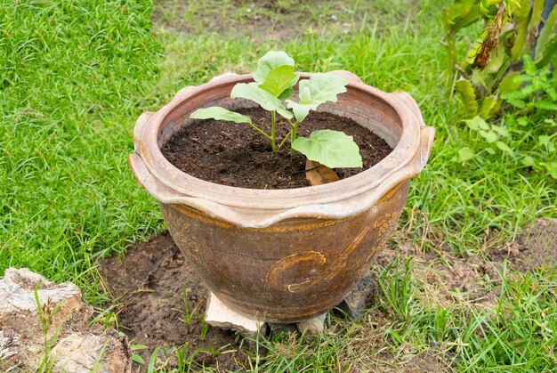 A small tree plantation in "Terra Cotta" pot in backyard area.