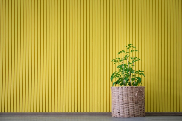 Small tree in pot on yellow background