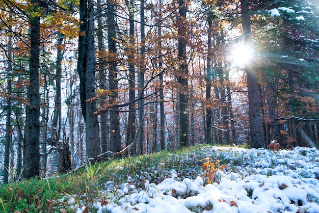 A small tree stands covered with snow among large trees in a clearing in the middle of a large dense forest in the Carpathian mountains.