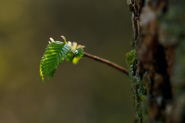 A small tree with leaves that have been sprouting out of it