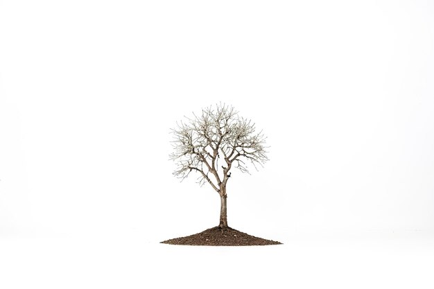 Small Tree with White Background