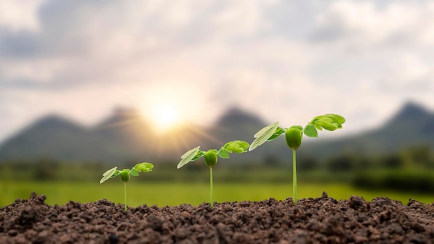 Small trees of different sizes growing on green background concept of caring for the environment