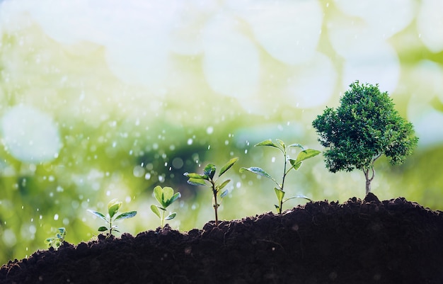 Small trees of different sizes on water splash background, the concept of environmental stewardship and World Environment Day with CSR concept