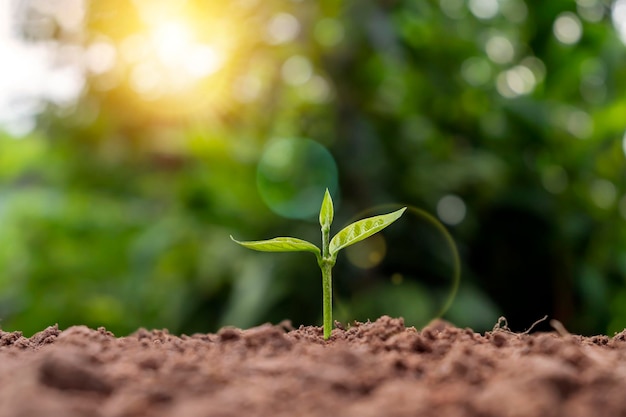 Small trees with green leaves natural growth and sunlight the concept of agriculture and sustainable plant growth