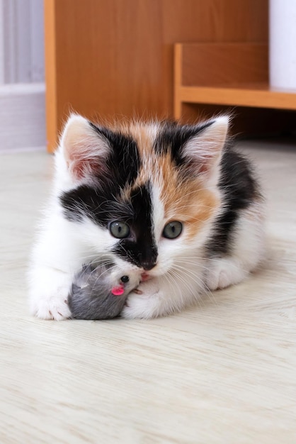 Small tricolor kitten playing with a toy