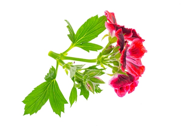 Small twig with pink pellargonium flower with green leaves isolated on white