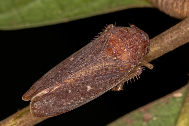 Small Typical Leafhopper