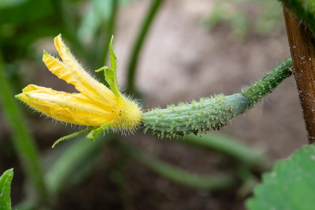 Small unripe cucumber with yellow flower growing in the gardenOrganic farming Concept of healthy food