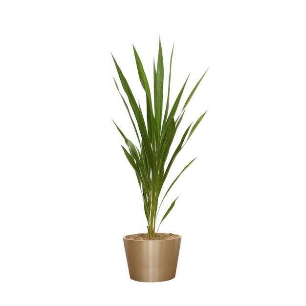 Small Vase with Green Plant on White Background