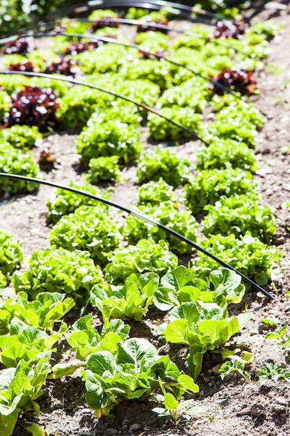 A small vegetable garden with salad during summer season, vivid colors and planty of details