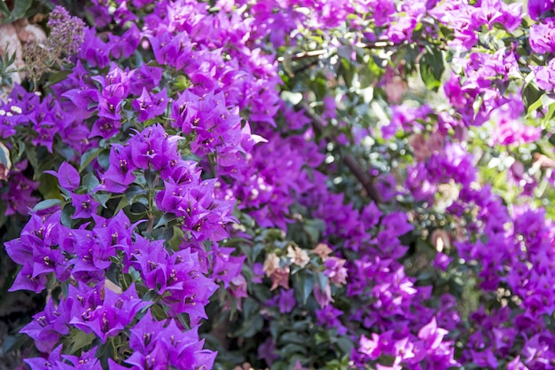 Small violet flowers on summer sunny Day.