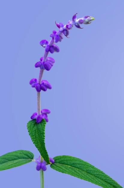 Small violet flowers that bloom in early winter, It is a flower with purple hairs around the flower.