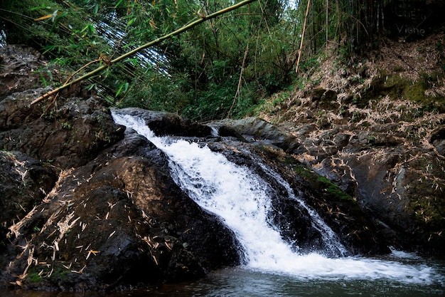 Small waterfall in a bamboo forest