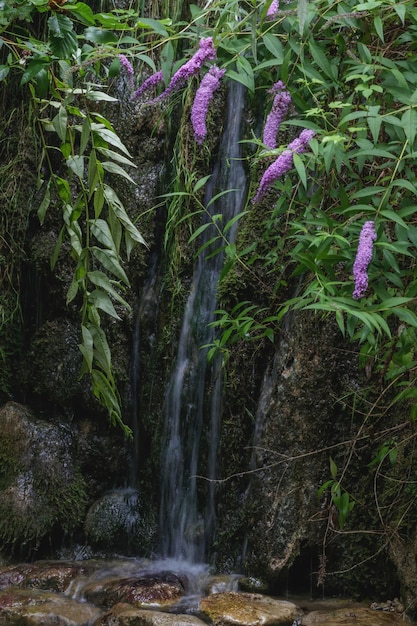 A small waterfall in the middle of a forest with purple flowers on top