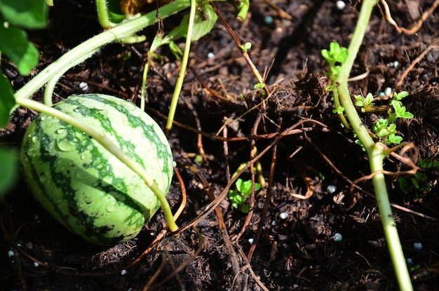 Small watermelon in gardens on terraces rooftop of house gardening growing tree fruits vegetables and cultivating herb plants horticulture at Bangkok of Thailand