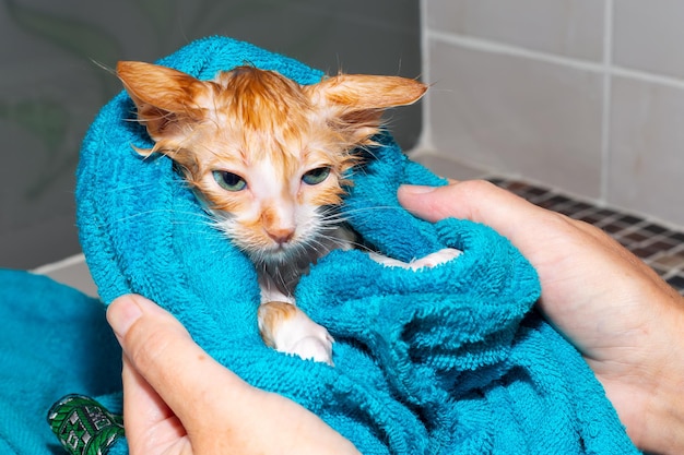 A small wet red kitten is wrapped in a towel after bathing A frightened animal does not like to swim