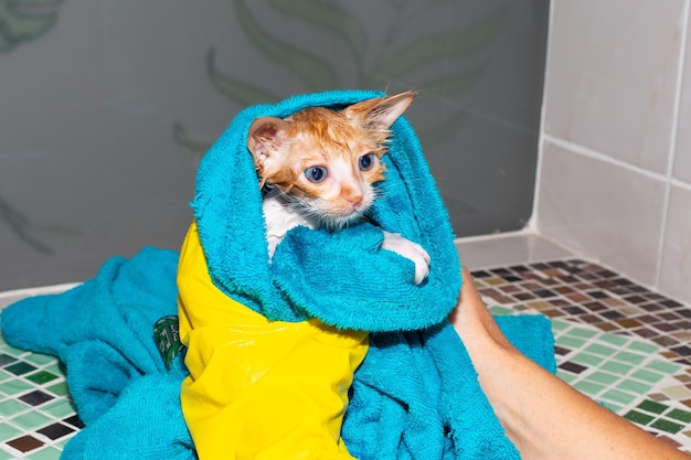 A small wet red kitten is wrapped in a towel after bathing A frightened animal does not like to swim