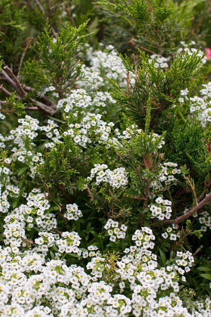 small white alyssum flowers growing in a green thuja