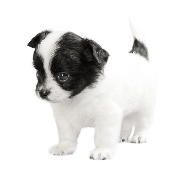 Small white-black puppy isolated on white background. Long-haired toy terrier