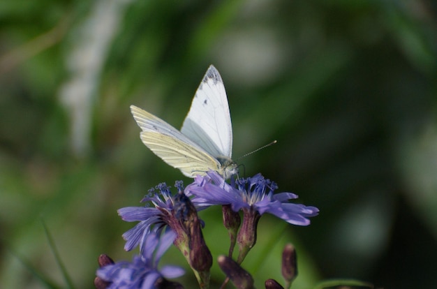 Small White butterfly (Pieris rapae) collects nectar from a lilac flower.