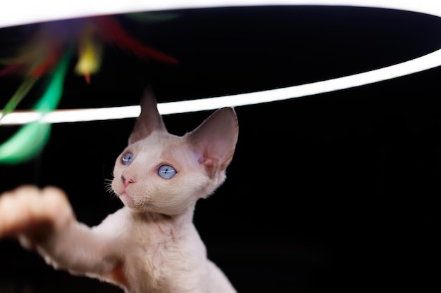 A small white cat is playing with multicolored feathers under a lighting lamp