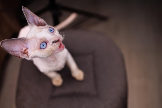 A small white cat with big blue eyes sits on a chair looks up