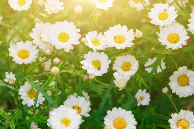 The small white chamomiles in the grass at sunrise Texture